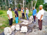 Harga Karet Terus Menurun,Petani Karet di Kampar Mengeluh