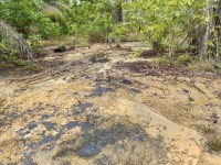  Diduga Dampak Pengeboran Minyak Mentah PT Chevron Pasific Indonesia, Lahan Masyarakat Tercemar