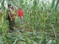 Danposramil 02/Rbh Bersama Masyarakat Menaming Gelar Panen Jagung