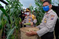  Panen Raya Program Jaga Kampung, Polda Riau Gandeng Persatuan Pedagang Jagung Bakar Pekanbaru