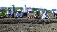 Plt Bupati Tanam Perdana Kebun Sayuran Percontohan KTNA