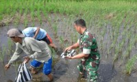 Babinsa Koramil 07/Reteh Melaksanakan Pemberantasan Hama Padi 